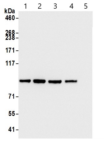 Immunoprecipitation - Anti-beta Catenin antibody (AB264262), expandable thumbnail