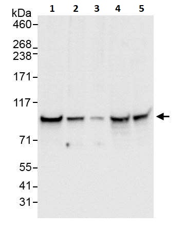 Western blot - Anti-beta Catenin antibody (AB264262), expandable thumbnail