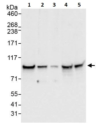 Western blot - Anti-beta Catenin antibody (AB264262)