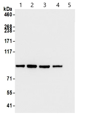 Immunoprecipitation - Anti-beta Catenin antibody (AB264263)