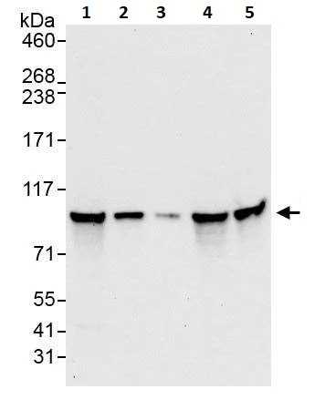 Western blot - Anti-beta Catenin antibody (AB264263)