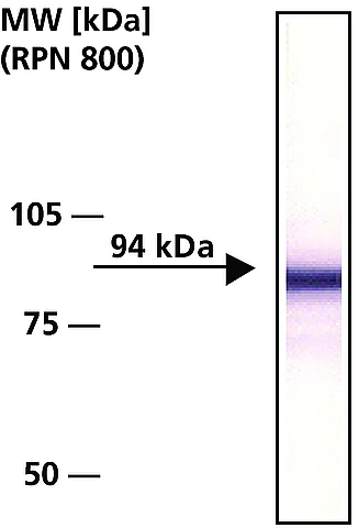 Western blot - Anti-beta Catenin antibody (AB6302)