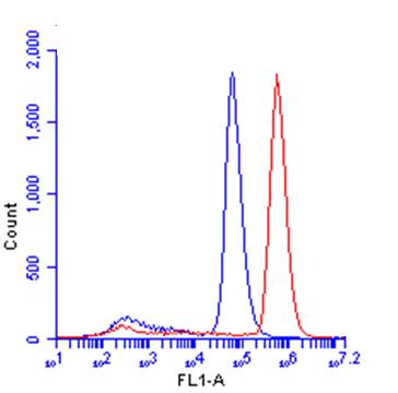 Flow Cytometry - Anti-beta Catenin antibody - ChIP Grade (AB227499)