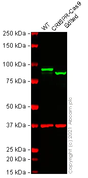 Western blot - Anti-beta Catenin antibody [E247] - BSA and Azide free (AB196204)