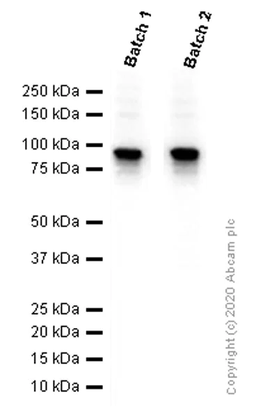 Western blot - Anti-beta Catenin antibody [E247] - BSA and Azide free (AB196204)