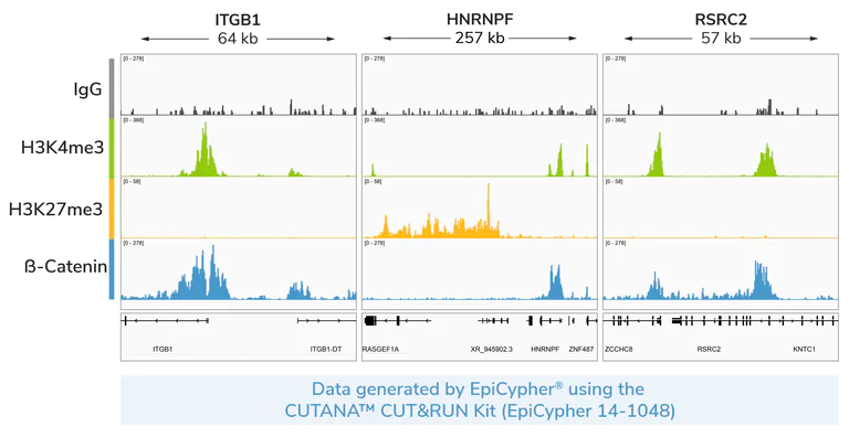 ChIC/CUT&RUN sequencing - Anti-beta Catenin antibody [E247] - ChIP Grade (AB32572)