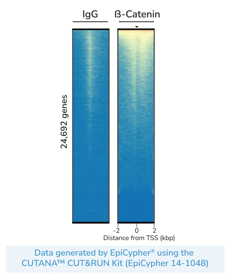 ChIC/CUT&RUN sequencing - Anti-beta Catenin antibody [E247] - ChIP Grade (AB32572)