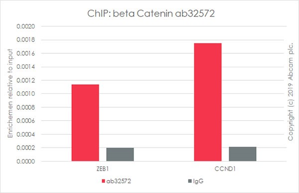 ChIP - Anti-beta Catenin antibody [E247] - ChIP Grade (ab32572), expandable thumbnail