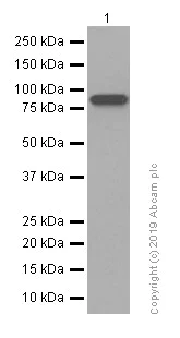 Western blot - Anti-beta Catenin antibody [E247] - ChIP Grade (AB32572)
