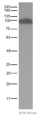 Western blot - Anti-beta Catenin antibody [E247] - ChIP Grade (AB32572)