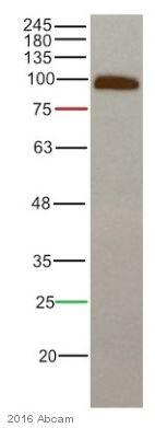 Western blot - Anti-beta Catenin antibody [E247] - ChIP Grade (ab32572), expandable thumbnail