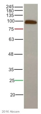 Western blot - Anti-beta Catenin antibody [E247] - ChIP Grade (AB32572)