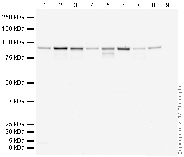 Western blot - Anti-beta Catenin antibody [IGX4794R-3] (AB223075), expandable thumbnail