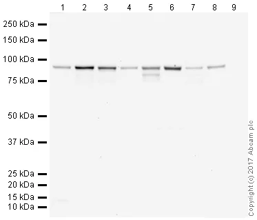 Western blot - Anti-beta Catenin antibody [IGX4794R-3] - BSA and Azide free (AB325977)