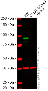 Western blot - Anti-beta Catenin antibody [IGX4794R-3] - BSA and Azide free (AB325977)