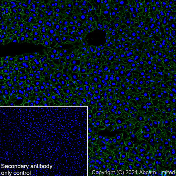 Immunohistochemistry (Frozen sections) - Anti-beta Catenin antibody [RM1213] (AB320753)