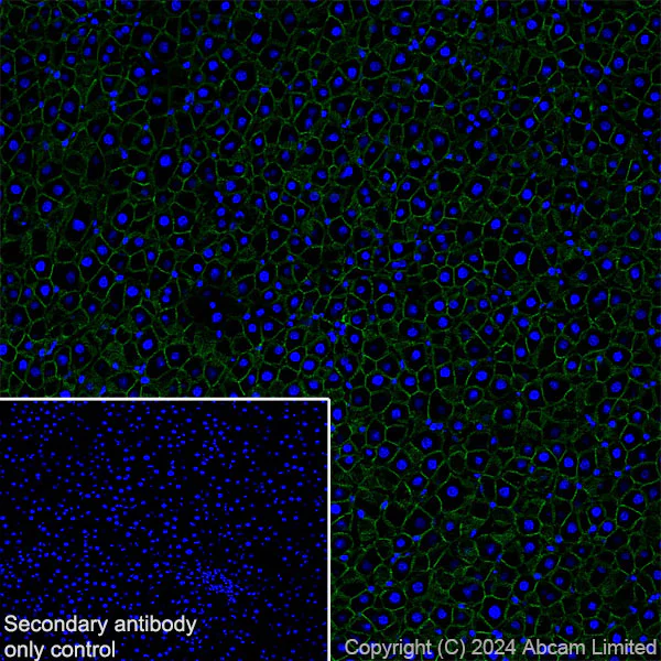 Immunohistochemistry (Frozen sections) - Anti-beta Catenin antibody [RM1213] (AB320753)