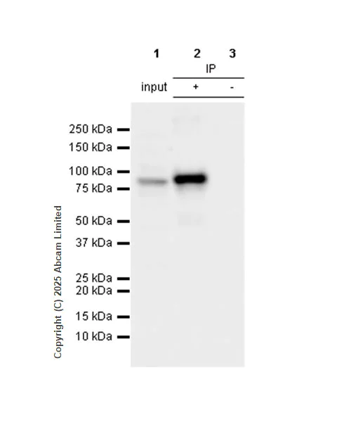 Immunoprecipitation - Anti-beta Catenin antibody [SP328] - BSA and Azide free (AB242424)