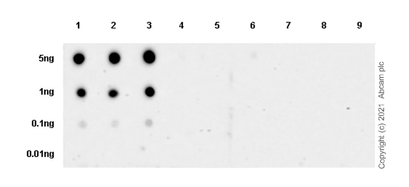 Dot Blot - Anti-beta Catenin non-phospho S37/T41 antibody [EPR23969-131] - BSA and Azide free (ab278503), expandable thumbnail