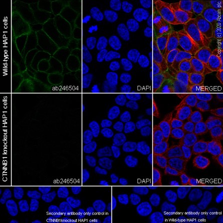 Immunocytochemistry/ Immunofluorescence - Anti-beta Catenin non-phospho S37/T41 antibody [EPR23969-131] - BSA and Azide free (ab278503), expandable thumbnail
