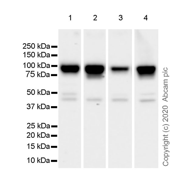 Western blot - Anti-beta Catenin non-phospho S37/T41 antibody [EPR23969-131] - BSA and Azide free (AB278503), expandable thumbnail