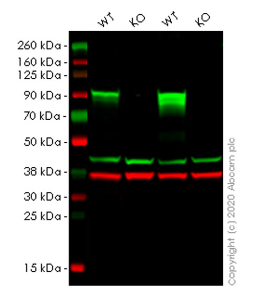 Western blot - Anti-beta Catenin non-phospho S37/T41 antibody [EPR23969-131] - BSA and Azide free (AB278503), expandable thumbnail