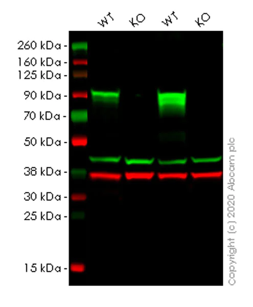 Western blot - Anti-beta Catenin non-phospho S37/T41 antibody [EPR23969-131] - BSA and Azide free (AB278503)