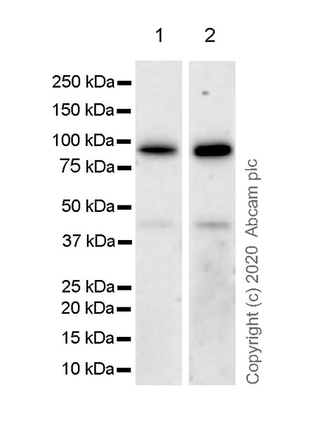 Western blot - Anti-beta Catenin non-phospho S37/T41 antibody [EPR23969-131] - BSA and Azide free (AB278503), expandable thumbnail