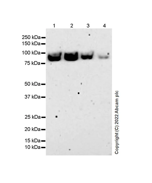 Western blot - Anti-beta Catenin non-phospho(active) S45 antibody [EPR26155-110-1] (AB305261)