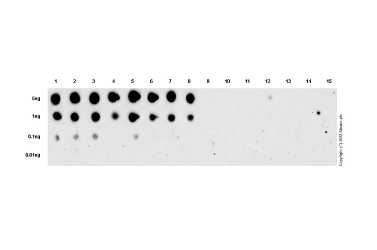 Dot Blot - Anti-beta Catenin non-phospho(active) S45 antibody [EPR26155-110-1] - BSA and Azide free (AB305262)