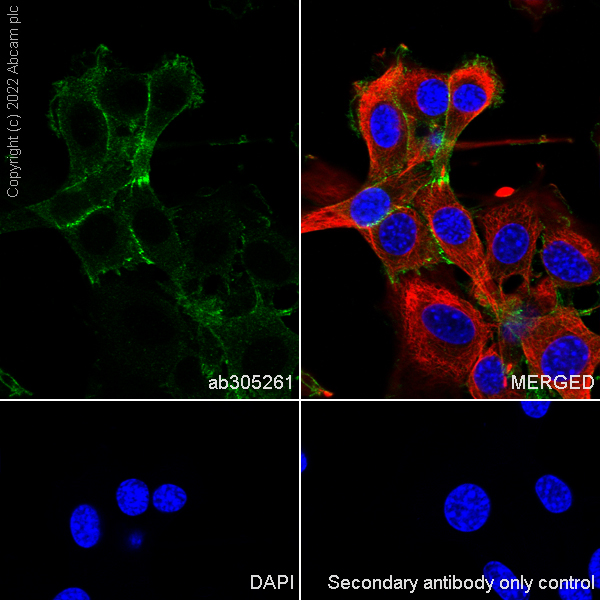 Immunocytochemistry/ Immunofluorescence - Anti-beta Catenin non-phospho(active) S45 antibody [EPR26155-110-1] - BSA and Azide free (AB305262), expandable thumbnail