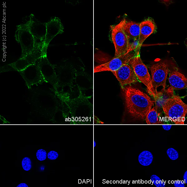 Immunocytochemistry/ Immunofluorescence - Anti-beta Catenin non-phospho(active) S45 antibody [EPR26155-110-1] - BSA and Azide free (AB305262)
