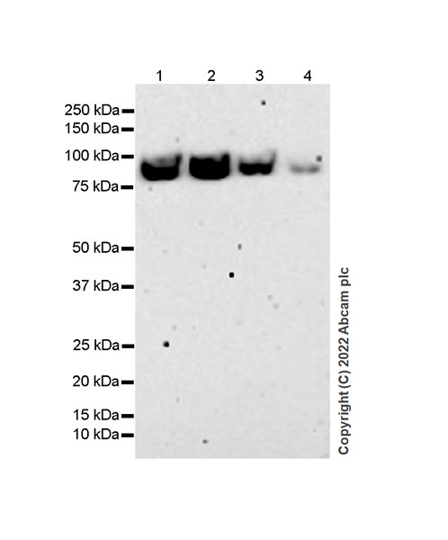 Western blot - Anti-beta Catenin non-phospho(active) S45 antibody [EPR26155-110-1] - BSA and Azide free (ab305262), expandable thumbnail