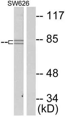 Western blot - Anti-beta Catenin (phospho S37) antibody (AB47335)