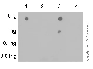 Dot Blot - Anti-beta Catenin (phospho S37) antibody [EP742(2)Y] (AB75777)
