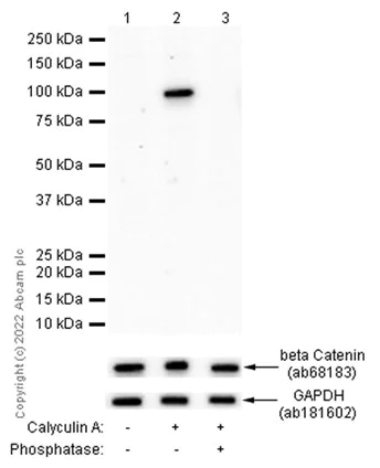 Anti-beta Catenin (phospho S37) antibody [EP742(2)Y] (ab75777) | Abcam