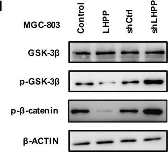 Western blot - Anti-beta Catenin (phospho S37) antibody [EP742(2)Y] (ab75777), expandable thumbnail