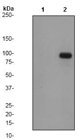 Western blot - Anti-beta Catenin (phospho S37) antibody [EP742(2)Y] - BSA and Azide free (AB247399)