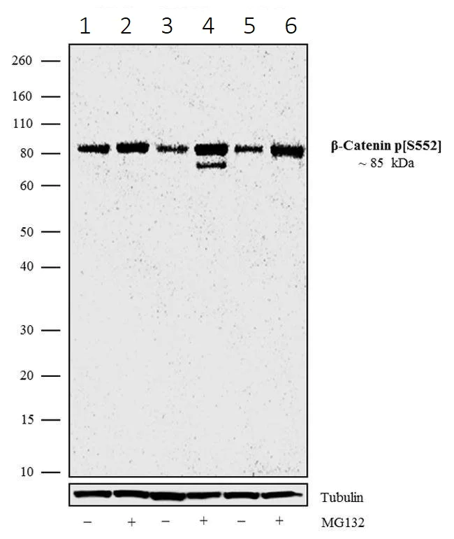 Western blot - Anti-beta Catenin (phospho S552) antibody [1HCLC] (AB277785)