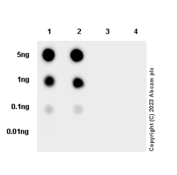 Dot Blot - Anti-beta Catenin (phospho S552) antibody [EPR28411-7] (AB314502)