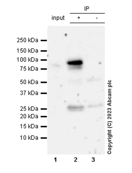 Immunoprecipitation - Anti-beta Catenin (phospho S552) antibody [EPR28411-7] - BSA and Azide free (AB314503)