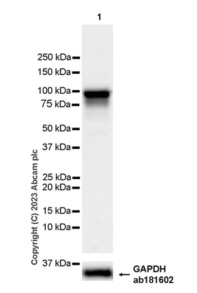 Western blot - Anti-beta Catenin (phospho S552) antibody [EPR28411-7] - BSA and Azide free (AB314503)