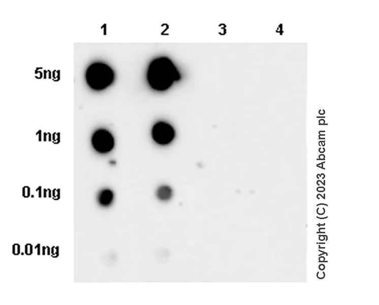 Dot Blot - Anti-beta Catenin (phospho S675) antibody [EPR28410-45] (AB314450)