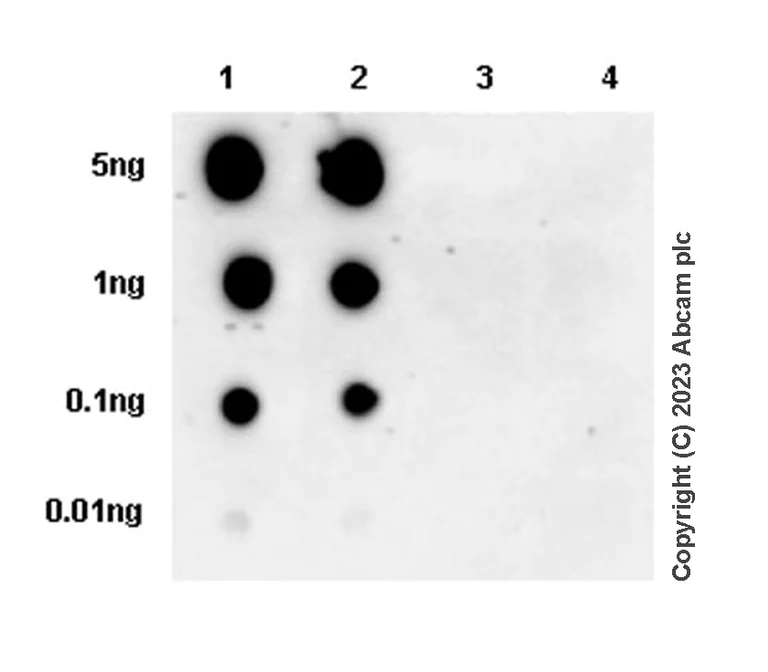 Dot Blot - Anti-beta Catenin (phospho S675) antibody [EPR28410-45] - BSA and Azide free (AB314451)
