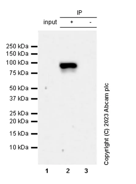 Immunoprecipitation - Anti-beta Catenin (phospho S675) antibody [EPR28410-45] - BSA and Azide free (AB314451)