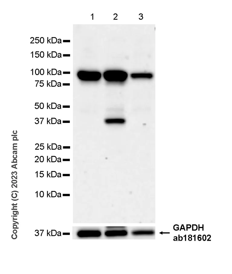 Western blot - Anti-beta Catenin (phospho S675) antibody [EPR28410-45] - BSA and Azide free (AB314451)