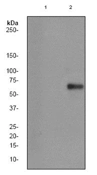 Western blot - Anti-beta Catenin (phospho T41 + S45) antibody [EP1905Y] (AB81305)