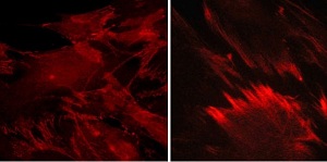 Immunocytochemistry/ Immunofluorescence - Anti-beta Catenin (phospho Y142) antibody (AB27798), expandable thumbnail