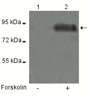 Western blot - Anti-beta Catenin (phospho Y333) antibody (AB119363)