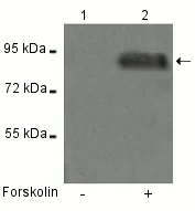 Western blot - Anti-beta Catenin (phospho Y333) antibody (AB119363)